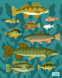 Lily Wenndt Illustration - Prints