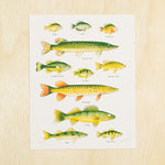 Dogfish Media- 11x14 Prints